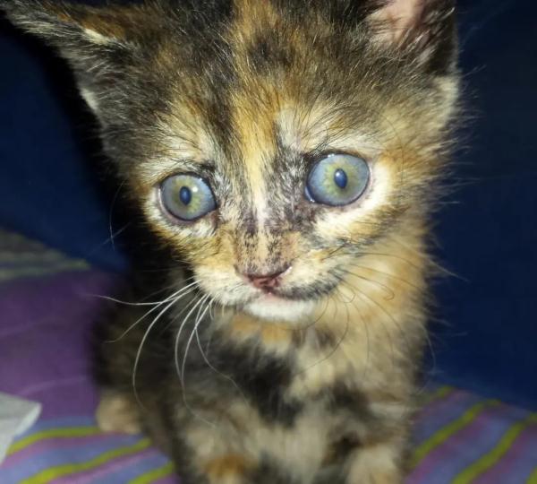 小时候是丑小鸭,长大后是白天鹅,这中间经历了什么? 小时候是丑小鸭,长大后是白天鹅,这中间经历了什么?