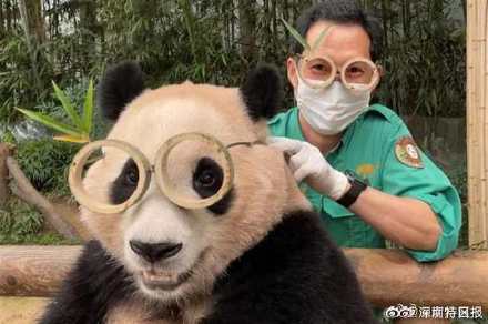 大熊猫福宝将于四月回国 大熊猫福宝将于四月回国