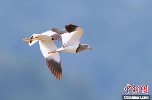 “三有”保护鸟类灰头麦鸡现身安徽祁门 “三有”保护鸟类灰头麦鸡现身安徽祁门