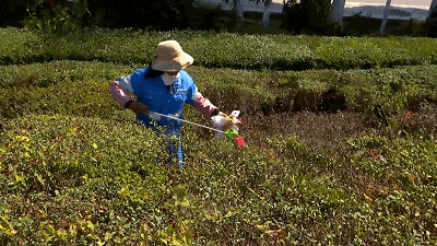 每天超10吨垃圾量!草海大坝观鸥人流量饱和，最忙的人可能是环卫工......