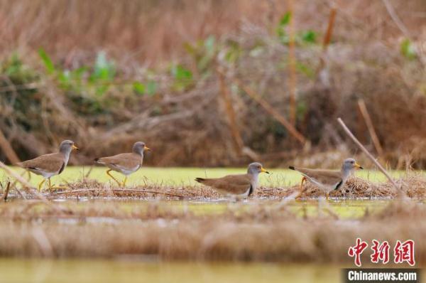 “三有”保护鸟类灰头麦鸡现身安徽祁门 “三有”保护鸟类灰头麦鸡现身安徽祁门