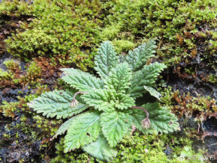 重庆阴条岭发现苦苣苔科新种——巫溪马铃苣苔