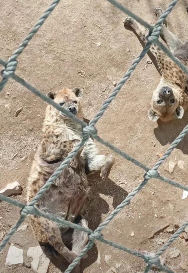 每逢佳节胖三斤!这家动物园的动物们居然也...... 每逢佳节胖三斤!这家动物园的动物们居然也......