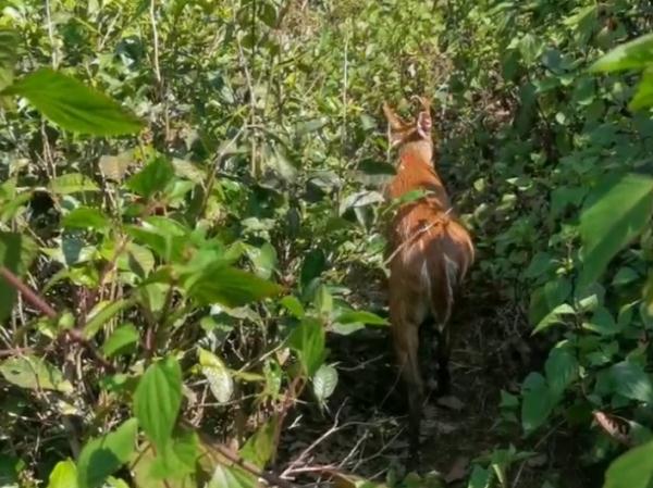 麂子落水被困,警察蜀黍出手相助…… 麂子落水被困,警察蜀黍出手相助……