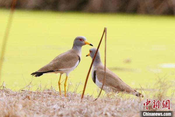 “三有”保护鸟类灰头麦鸡现身安徽祁门 “三有”保护鸟类灰头麦鸡现身安徽祁门