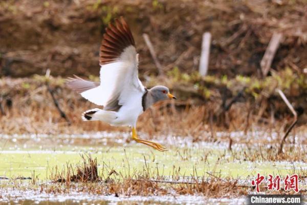 “三有”保护鸟类灰头麦鸡现身安徽祁门 “三有”保护鸟类灰头麦鸡现身安徽祁门