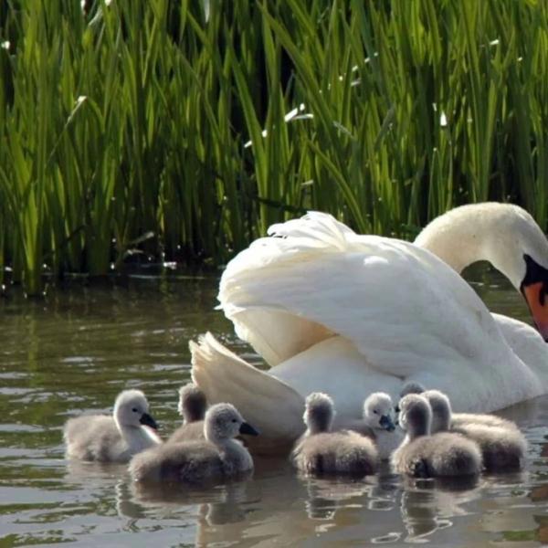 小时候是丑小鸭,长大后是白天鹅,这中间经历了什么? 小时候是丑小鸭,长大后是白天鹅,这中间经历了什么?