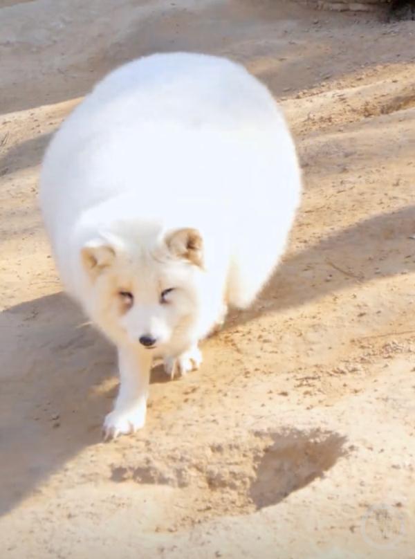 每逢佳节胖三斤!这家动物园的动物们居然也...... 每逢佳节胖三斤!这家动物园的动物们居然也......