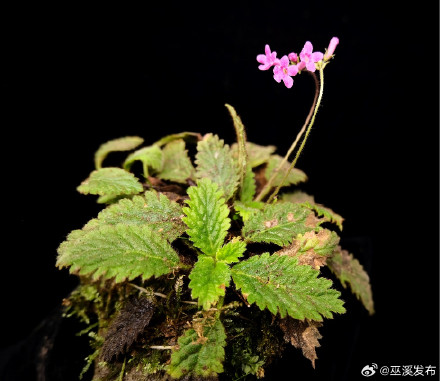 重庆阴条岭发现苦苣苔科新种——巫溪马铃苣苔