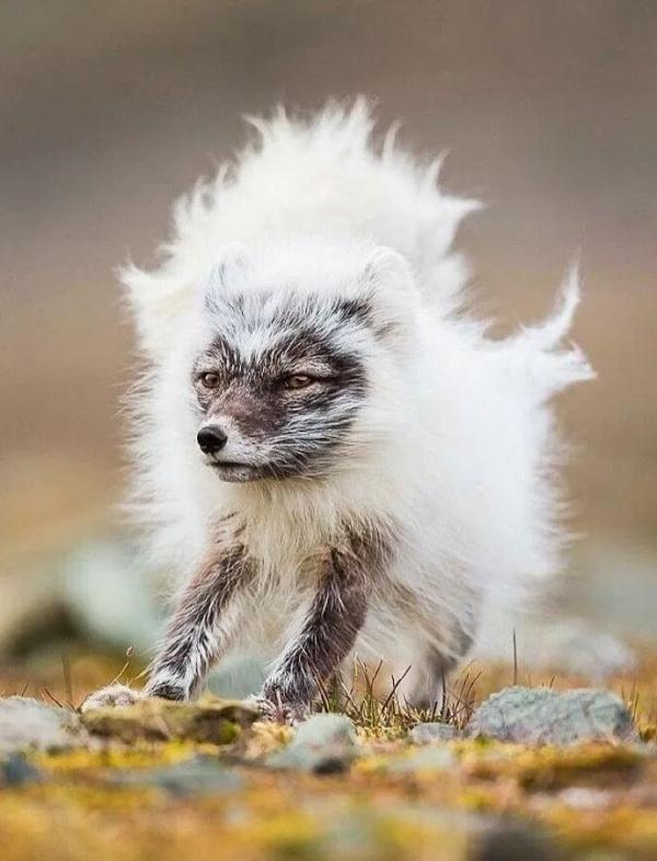 小时候是丑小鸭,长大后是白天鹅,这中间经历了什么? 小时候是丑小鸭,长大后是白天鹅,这中间经历了什么?