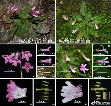 重庆阴条岭发现苦苣苔科新种——巫溪马铃苣苔