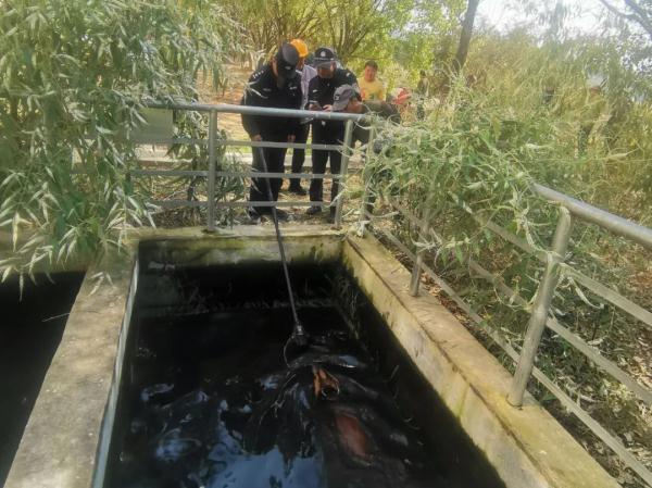 麂子落水被困,警察蜀黍出手相助…… 麂子落水被困,警察蜀黍出手相助……
