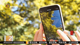 亮闪闪毛茸茸！太治愈了！昆明这一地开满金合欢……