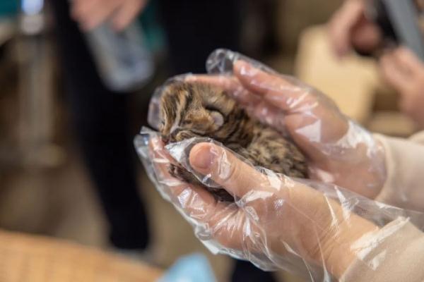 萌翻了!柳州动物园又“捡”到3只吃奶“小神兽” 萌翻了!柳州动物园又“捡”到3只吃奶“小神兽”