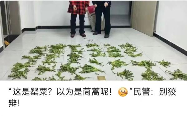 罂粟“撞脸”蔬菜真的分不清？攻略奉上！