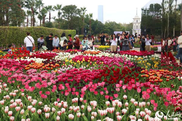 福建厦门：11万株郁金香盛放迎春来