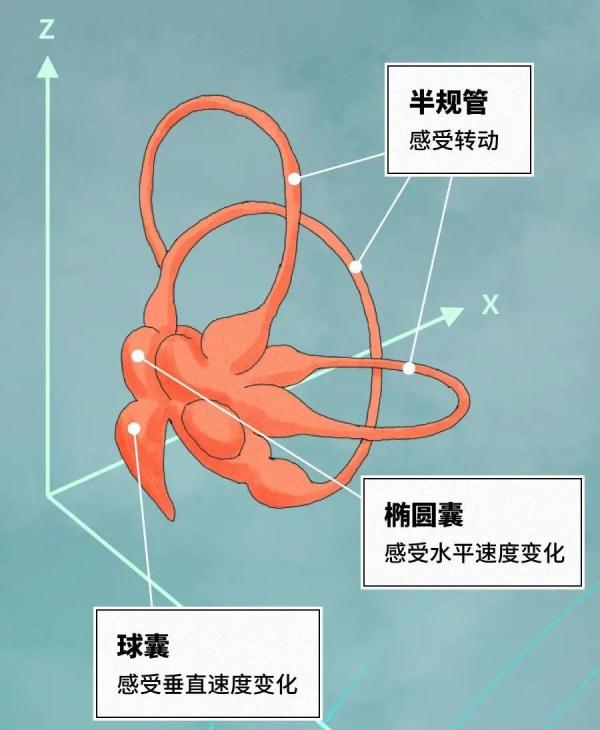 坐车一看手机就想吐，原来是这个原因