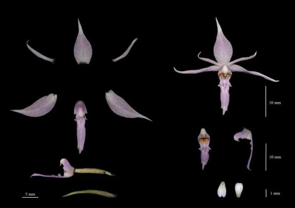 云南发现一新物种 云南发现一新物种