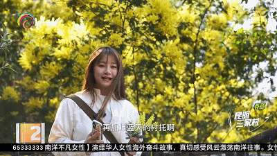 亮闪闪毛茸茸！太治愈了！昆明这一地开满金合欢……