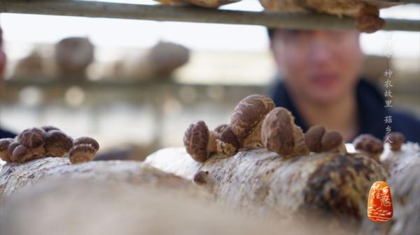 “买全国、卖世界”，神农故里的菇，种得叫一个棒！