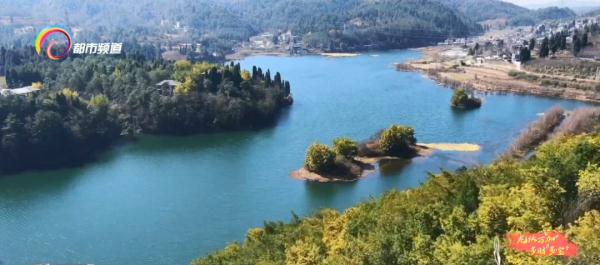 亮闪闪毛茸茸！太治愈了！昆明这一地开满金合欢……