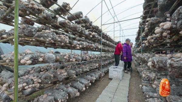 “买全国、卖世界”，神农故里的菇，种得叫一个棒！