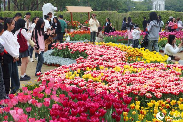 福建厦门：11万株郁金香盛放迎春来