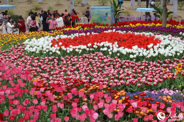 福建厦门：11万株郁金香盛放迎春来