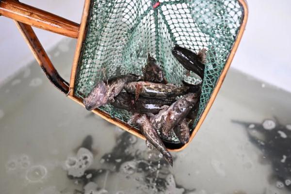 苏州人的春天“第一鲜”来了！