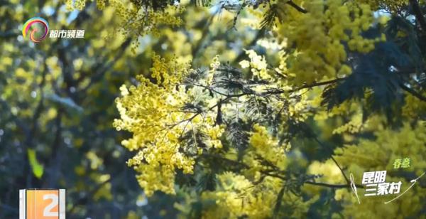 亮闪闪毛茸茸！太治愈了！昆明这一地开满金合欢……