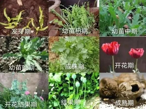 罂粟“撞脸”蔬菜真的分不清？攻略奉上！
