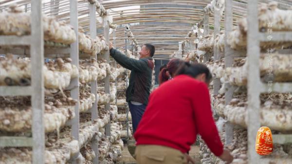 “买全国、卖世界”，神农故里的菇，种得叫一个棒！