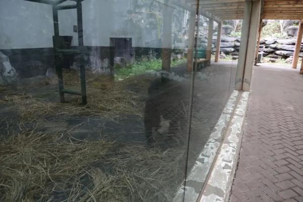 超暖心！长沙生态动物园防寒保暖出绝招：地暖、浴霸、大棉被……