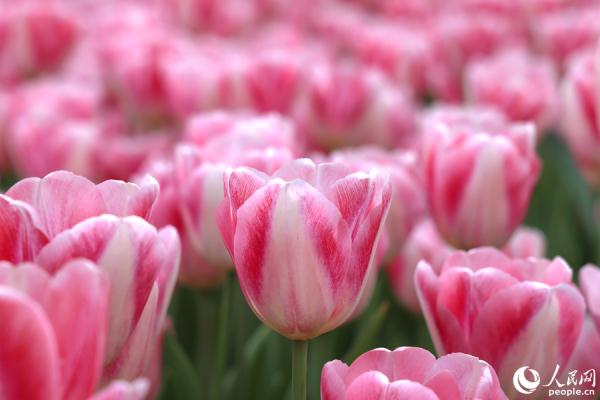 福建厦门：11万株郁金香盛放迎春来