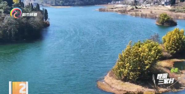 亮闪闪毛茸茸！太治愈了！昆明这一地开满金合欢……