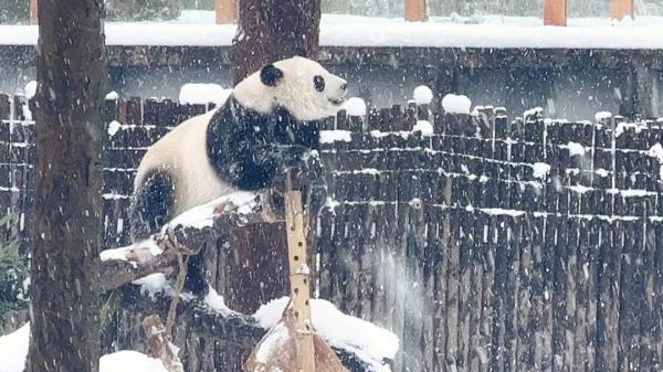 超暖心！长沙生态动物园防寒保暖出绝招：地暖、浴霸、大棉被……