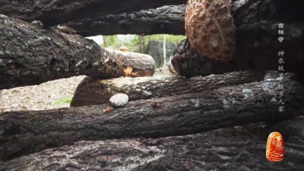 “买全国、卖世界”，神农故里的菇，种得叫一个棒！