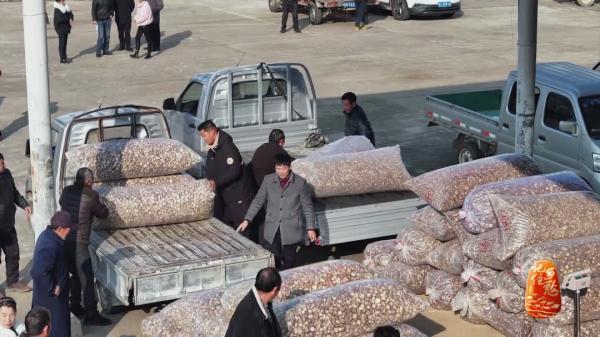 “买全国、卖世界”，神农故里的菇，种得叫一个棒！