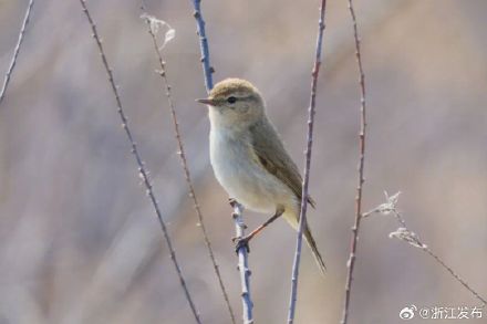 可爱极了！浙江台州迎来龙年首个新鸟种记录