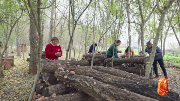 “买全国、卖世界”，神农故里的菇，种得叫一个棒！