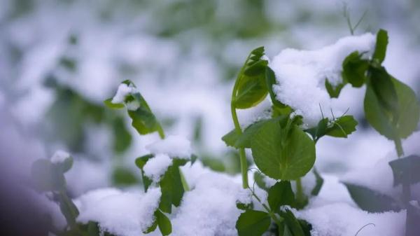 重庆又下雪了！涉及18个区县，最低-4℃！周末赏雪，约吗？