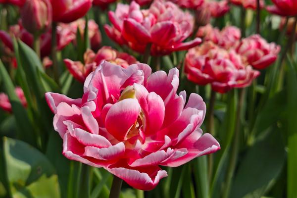 福建厦门：11万株郁金香盛放迎春来