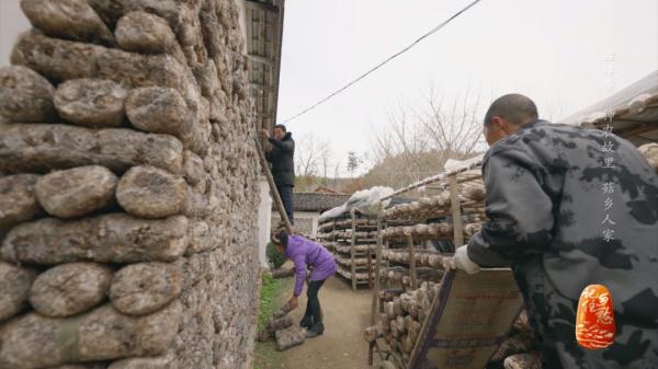 “买全国、卖世界”，神农故里的菇，种得叫一个棒！