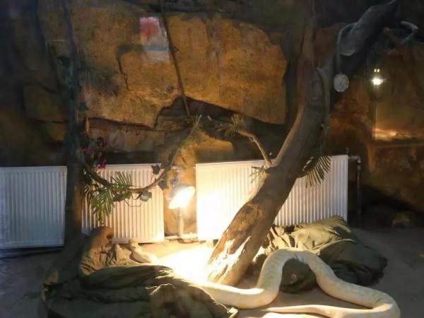 超暖心！长沙生态动物园防寒保暖出绝招：地暖、浴霸、大棉被……