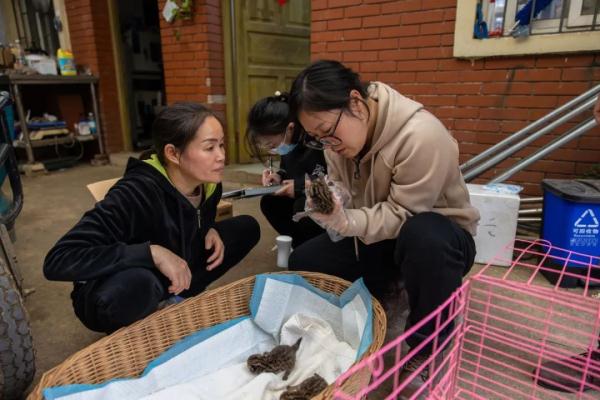 萌翻了!柳州动物园又“捡”到3只吃奶“小神兽” 萌翻了!柳州动物园又“捡”到3只吃奶“小神兽”