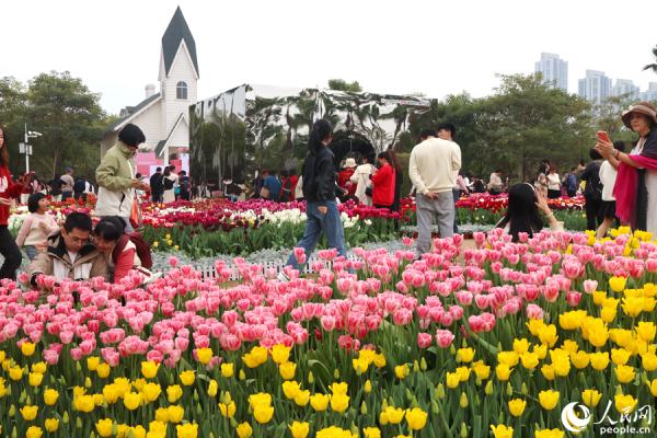 福建厦门：11万株郁金香盛放迎春来