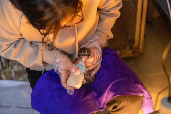 萌翻了!柳州动物园又“捡”到3只吃奶“小神兽” 萌翻了!柳州动物园又“捡”到3只吃奶“小神兽”