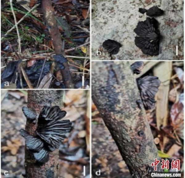 浙江江山发现全球新物种“中华炭褶菌”