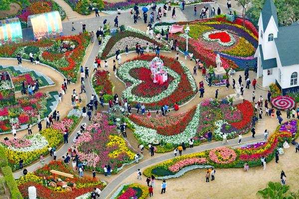 福建厦门：11万株郁金香盛放迎春来