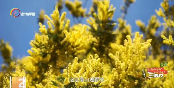 亮闪闪毛茸茸！太治愈了！昆明这一地开满金合欢……